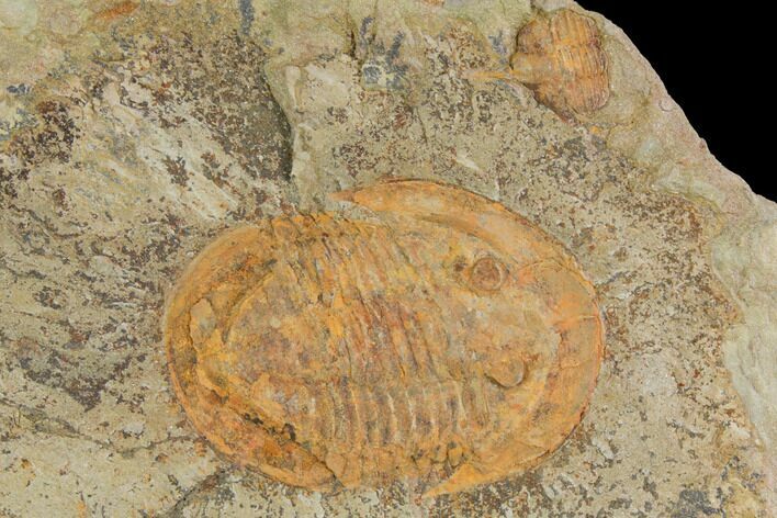 Orange, Ordovician Asaphellus Trilobite - Morocco #141861